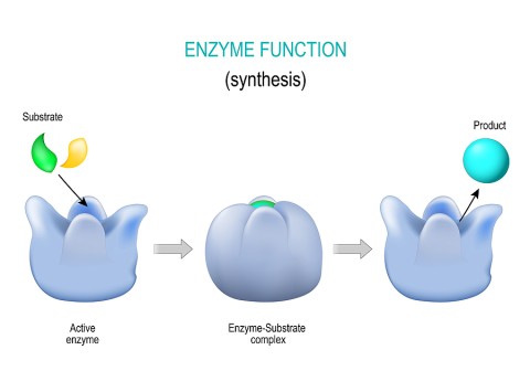 Enzyme and Enzymatic Cleaners